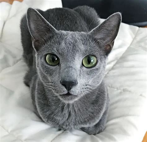 russian blue