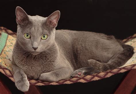 russian blue cat breeders