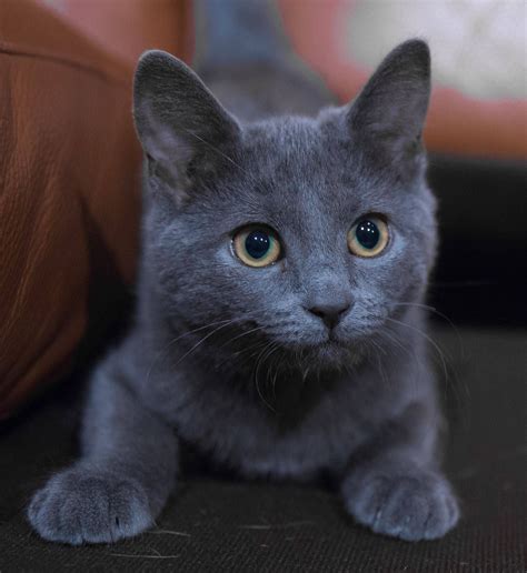 russian blue kitten