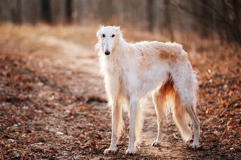 russian borzoi price