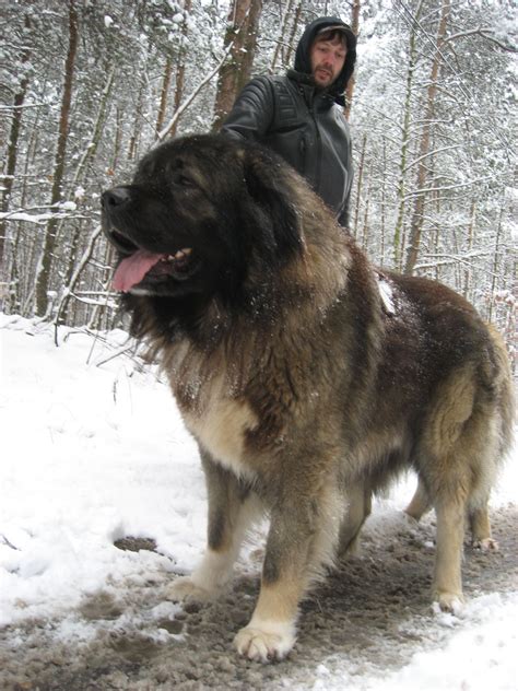 russian mountain dog