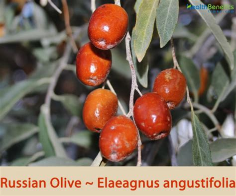 russian olive to red king Epub