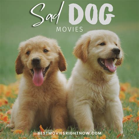 sad dog movie