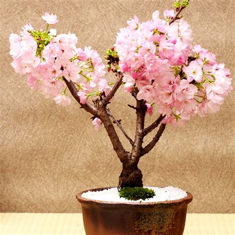 sakura tree diy