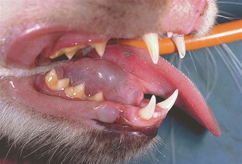 salivary mucocele in dogs