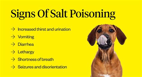 salt poisoning in dogs