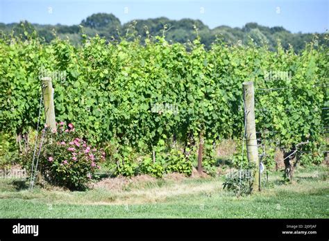 saltwater vineyard stonington ct