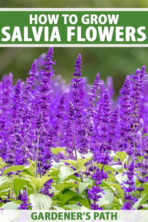 salvia fertilizer requirements