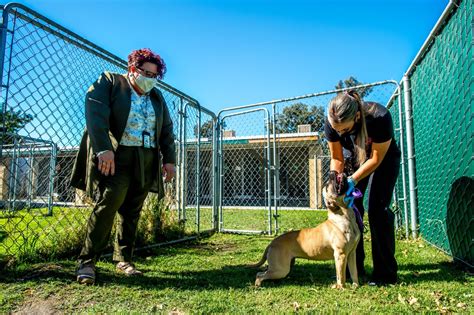 san bernardino city animal shelter