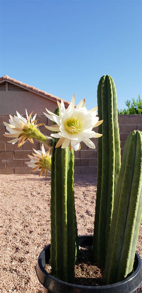 san pedro cactus