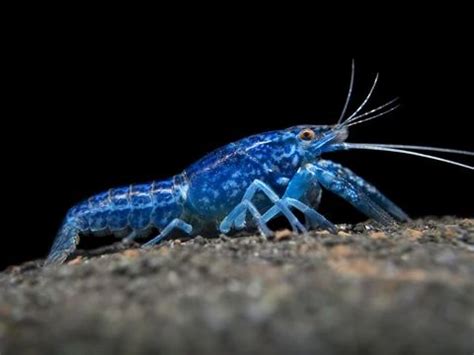 sapphire crayfish