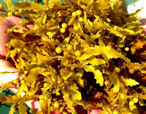 sargassum