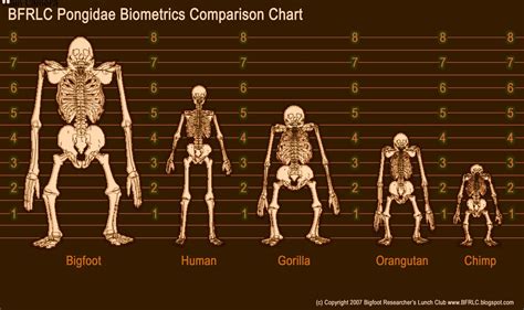 sasquatch bones