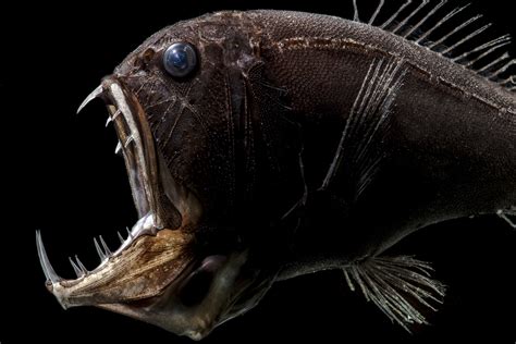 scariest deep sea creatures