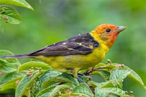 scarlet tanager scarlet tanager Kindle Editon