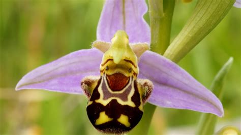 scary flowers