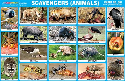 scavenging animals list