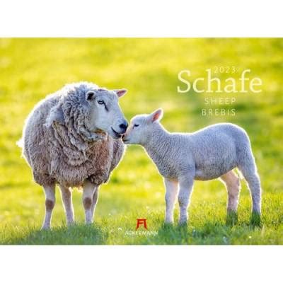 schafe 2016 ackermann kunstverlag PDF