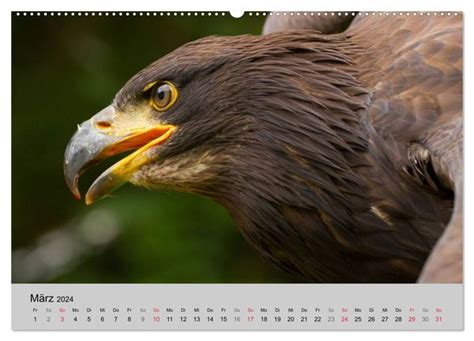 scharfblick wandkalender 2016 quer schreiseeadler PDF