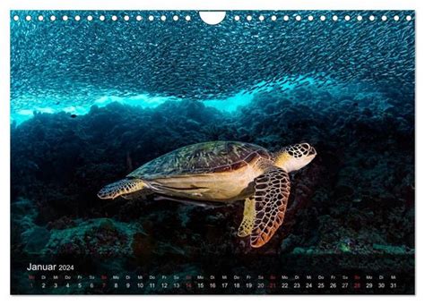schildkr ten ozeans wandkalender 2016 meeresschildkr ten Kindle Editon