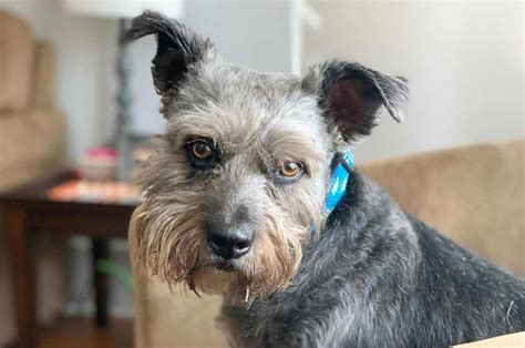 schnauzer and terrier mix