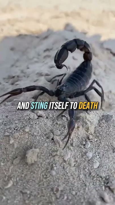 scorpion stabbing itself to death