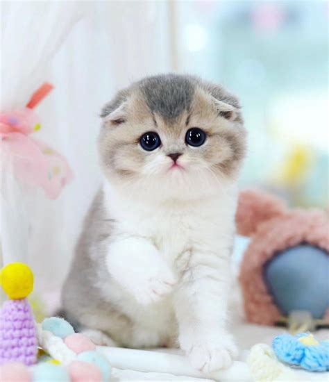 scottish fold munchkin for sale singapore