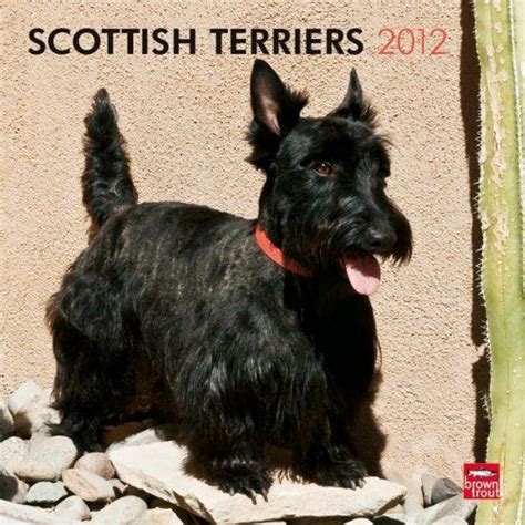 scottish terriers 2013 square 12x12 wall calendar Epub