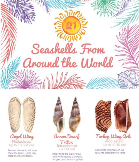sea shells of the world a guide to the betterknown species PDF