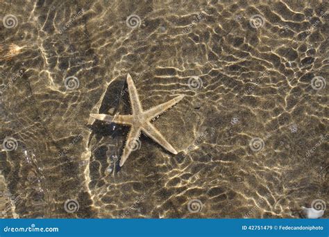 sea stars under the sea Reader