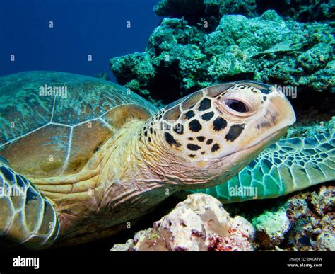 sea turtles up close PDF