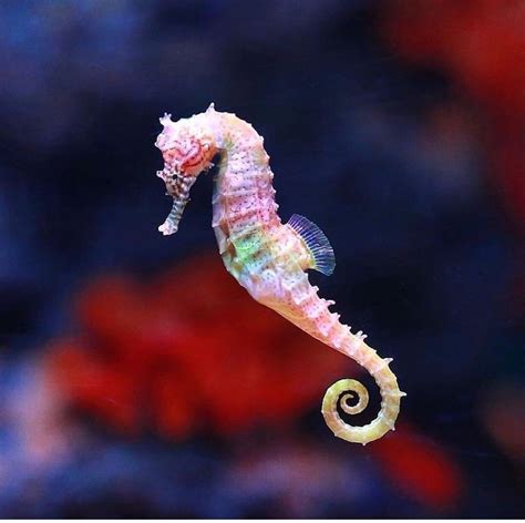 seahorses sea creatures Reader