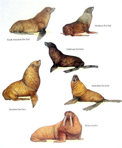 seals fur seals sea lions and walrus Ebook Reader