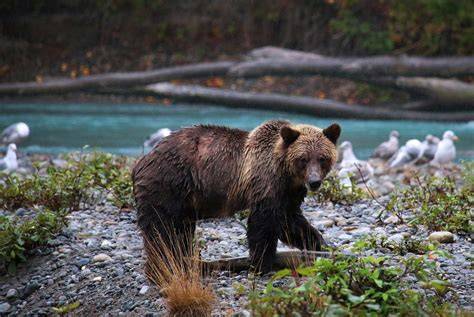 searching for grizzlies Doc