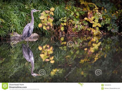 seasons of heron pond wildings of air earth and water Kindle Editon