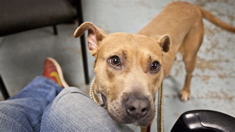 seattle animal rescue dogs