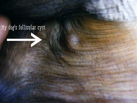 sebaceous cyst on dog