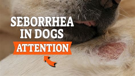 seborrhea dog treatment