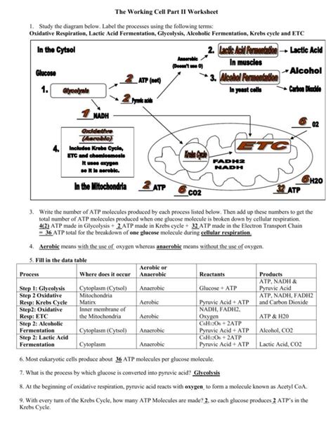 section 1 glycolysis fermentation study guide answers Reader