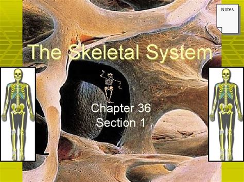 section 36 1 the skeletal system answers Epub