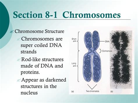 section 8 1 chromosomes answers Epub