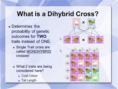 section 9 2 review genetic crosses answers PDF