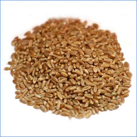 seeds for wheatgrass