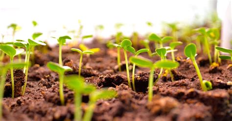 seeds popping out of soil when worm fertilize ftb'