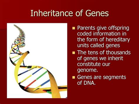 segments of transferred from parent to offspring are called genes