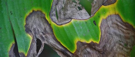 select all of the following which describes leaf burn.