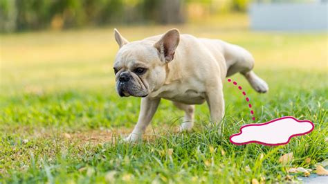 senior dog urinating blood