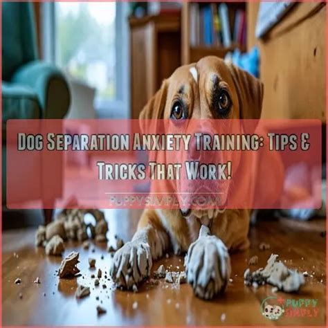 separation anxiety training in dogs