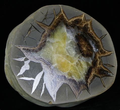 septarian nodule for sale