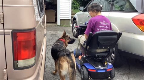 service animal training near me